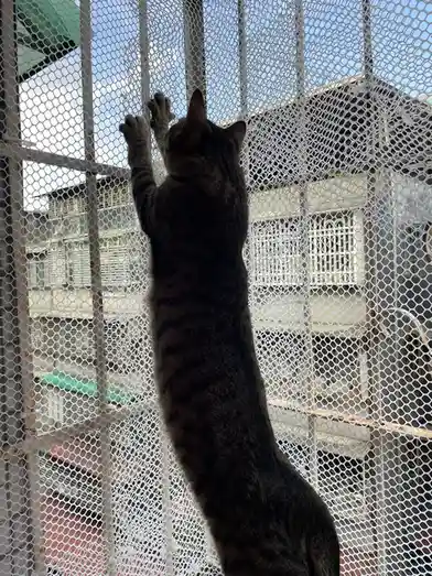 Adorable Cat Moments