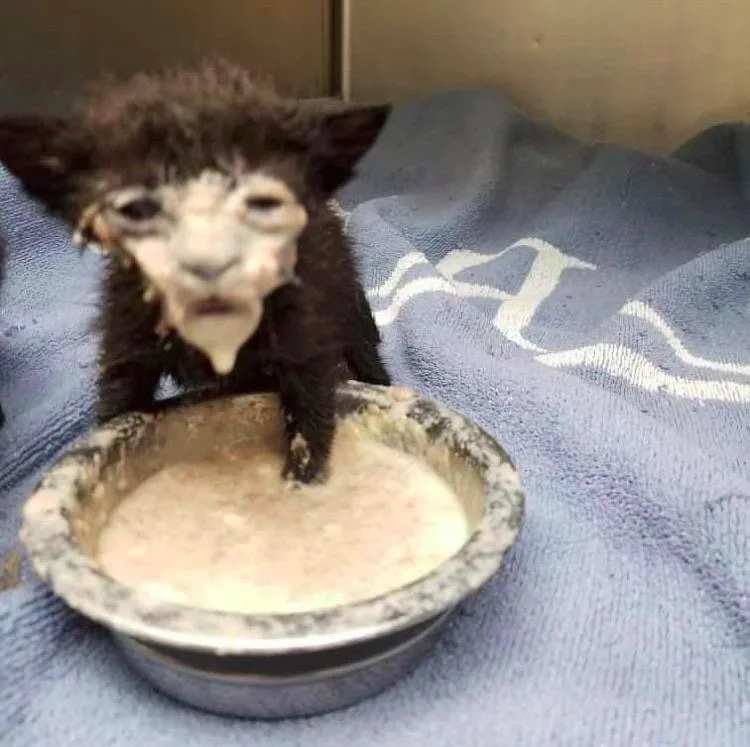 A very young, wet black kitten with a severely distorted, swollen face sits in a metal bowl filled with a creamy, lumpy…