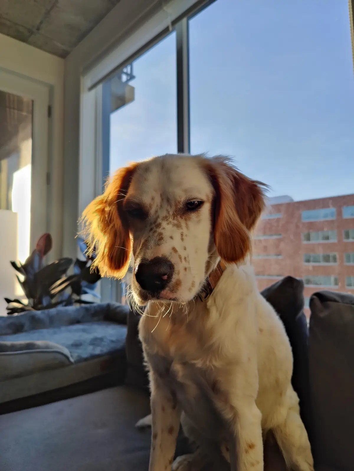 A white and brown spotted dog with floppy ears sits on a couch indoors, looking directly at the camera with a tired…