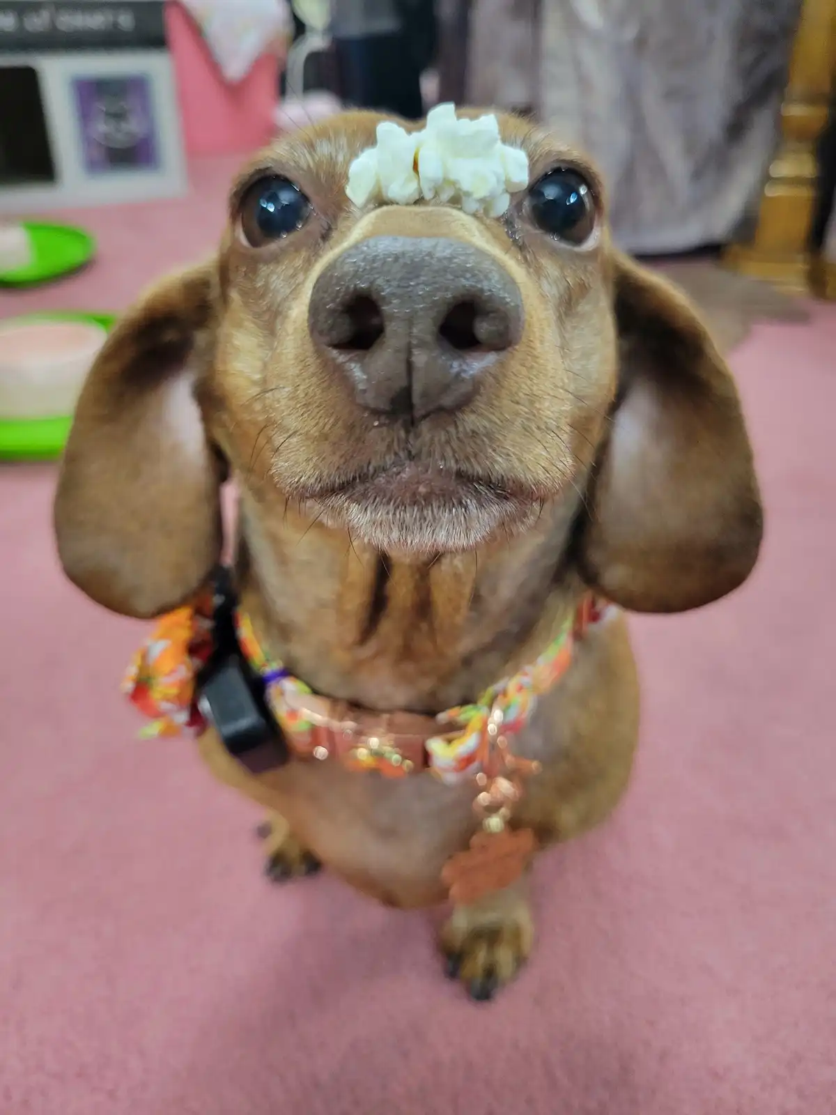 Meet my adorable pup, Tiger Lilly! #687