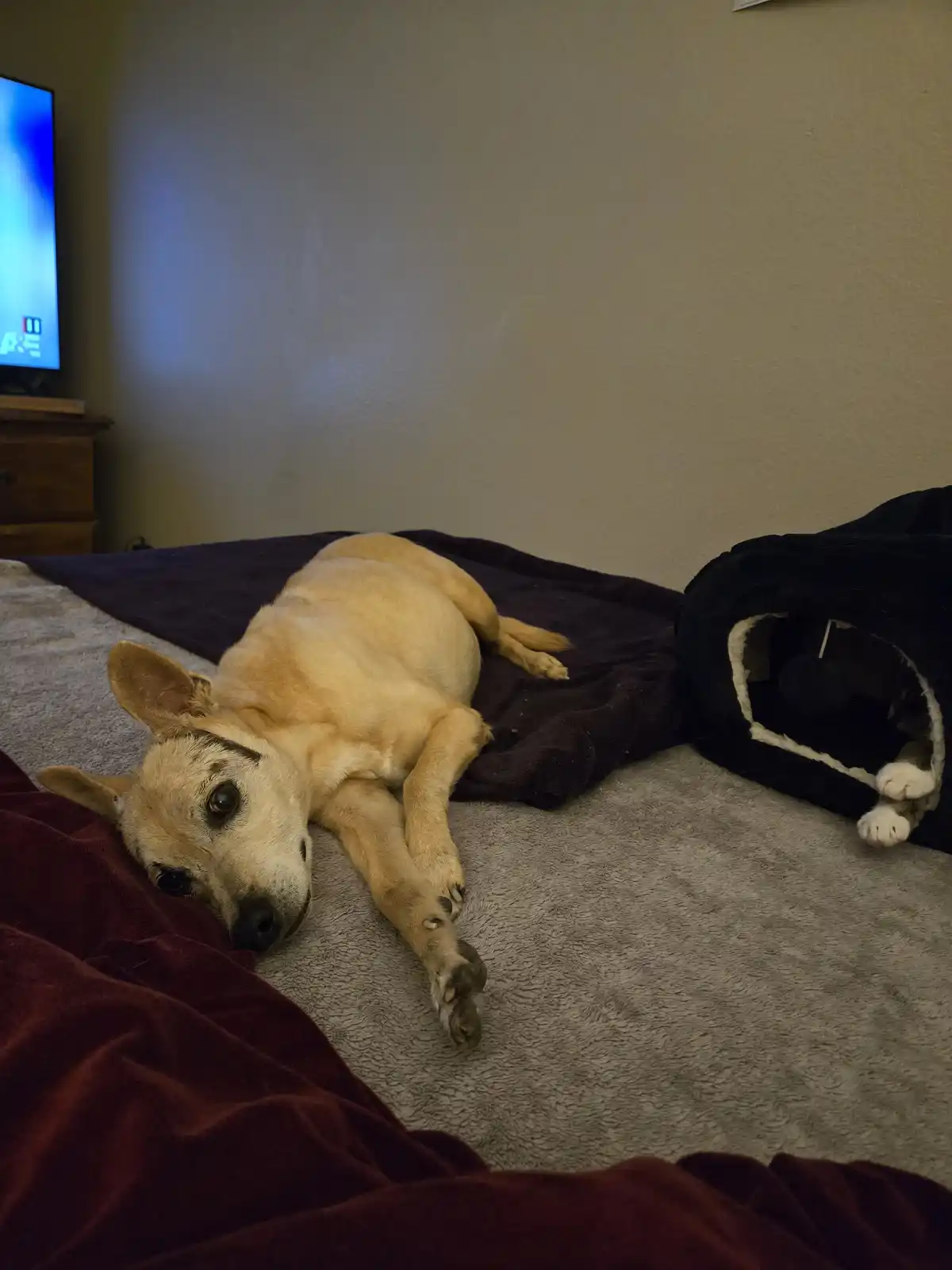 A light brown dog lies on a bed, looking tired and relaxed, with a black cat bed nearby where a cat's paws are visible. A TV…