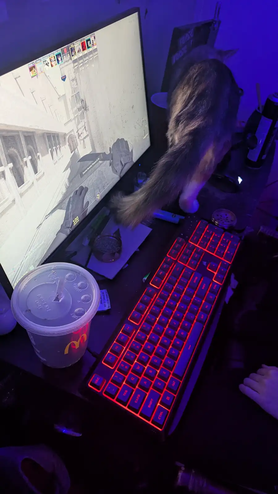 A Playful Kitty Being Adorably Silly