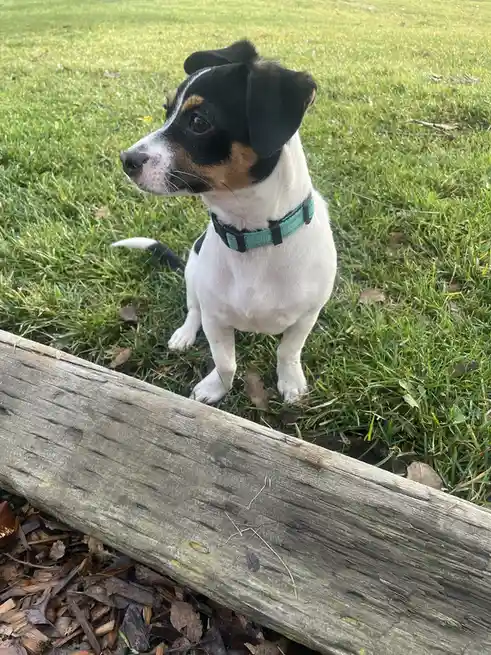 A small black, white, and tan dog with floppy ears and a teal collar sits attentively on green grass behind a weathered…