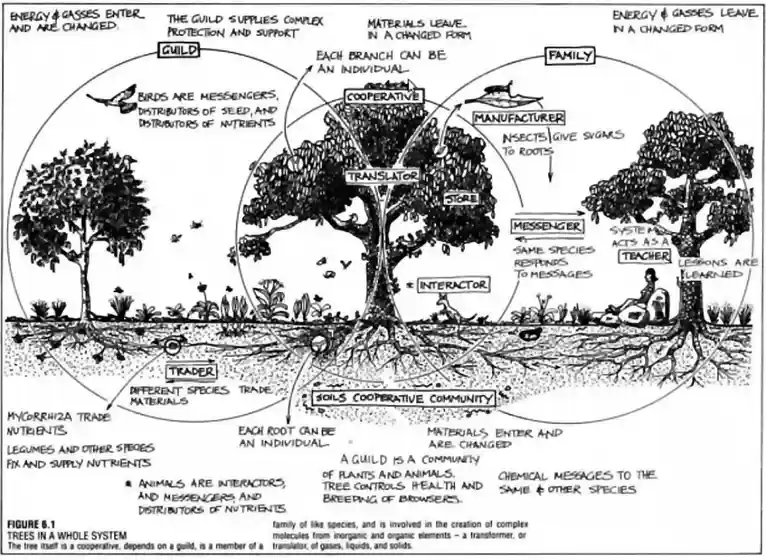 A black-and-white diagram titled 'FIGURE 6.1 TREES IN A WHOLE SYSTEM' illustrates a tree as a central cooperative entity…