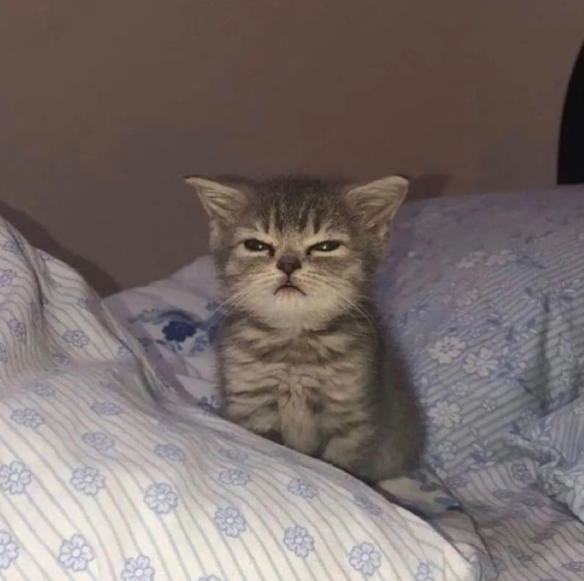 A small tabby kitten sits on a floral-patterned bedspread with a visibly grumpy, unimpressed expression, its eyes narrowed…