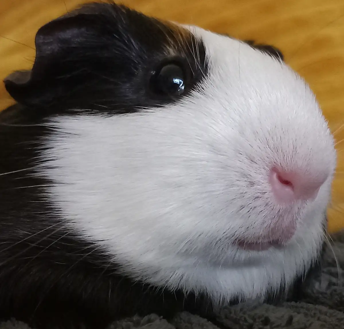 A close-up photo of a black-and-white guinea pig with a pink nose and dark eye, resting on a textured surface against a…