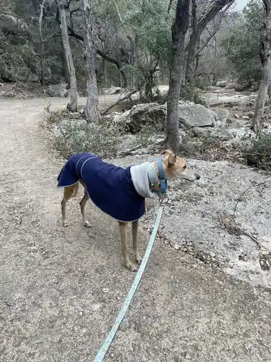 A tan dog wearing a blue fleece coat and a light-colored collar stands on a dirt trail in a wooded area with rocks and…