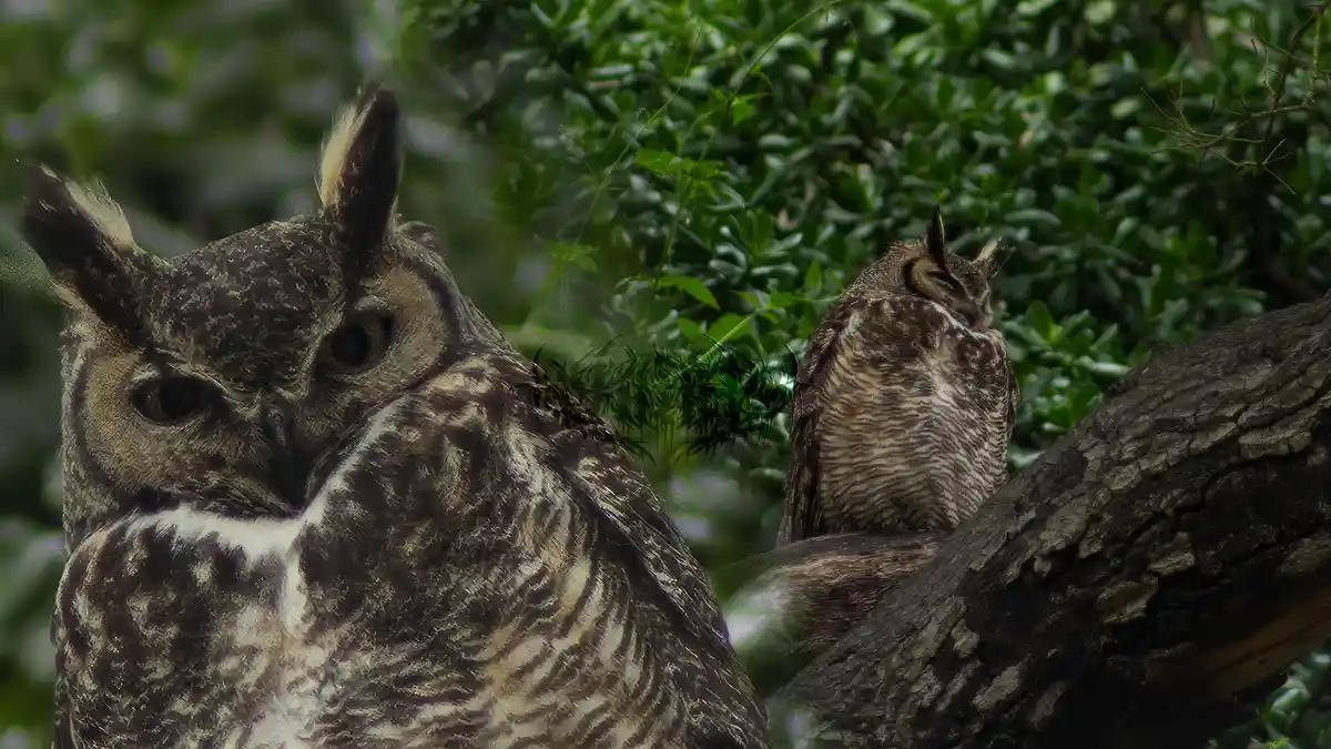 Two large owls sit on tree branches against a green foliage background. The owl on the left faces forward with a stern…