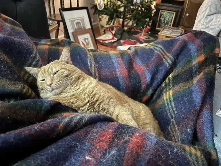 A Daily Dose of Cat Pictures to Brighten Your Day