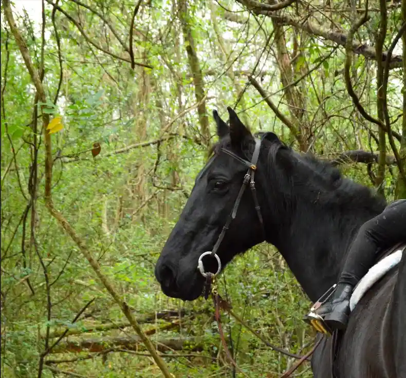 A black horse wearing a bridle and saddle is shown in a dense green forest, with a rider's leg and boot visible. The…
