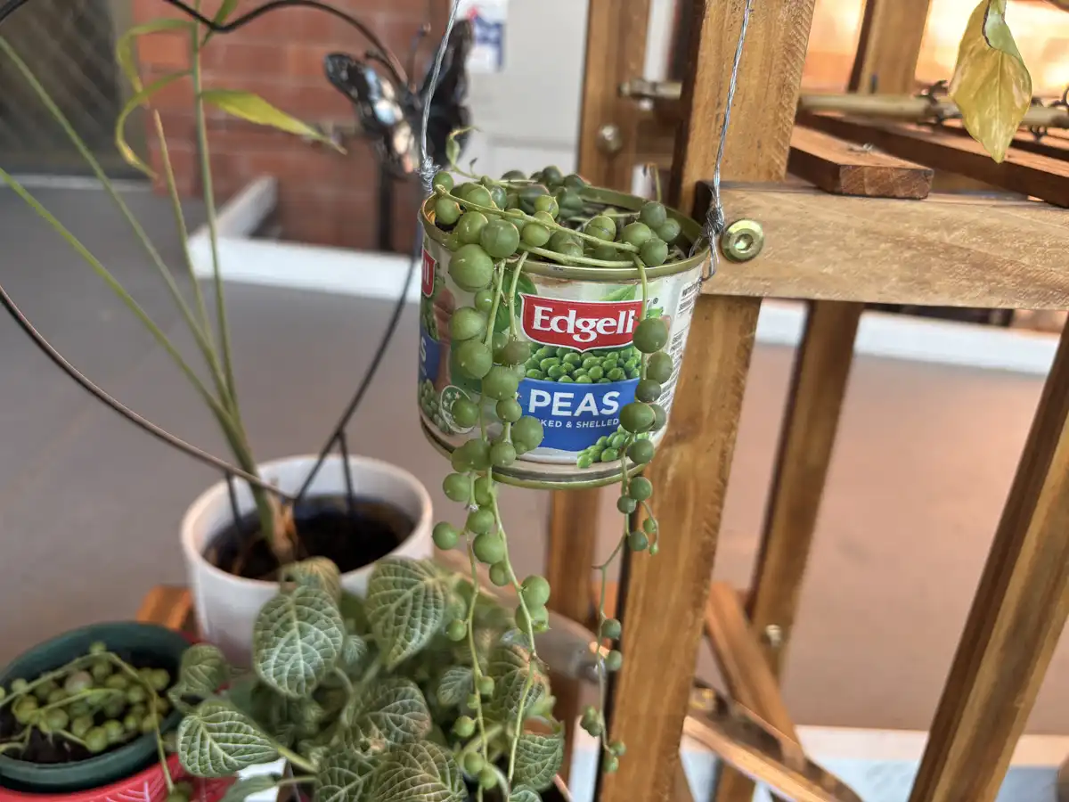 String of Pearls in a Pea Pot
