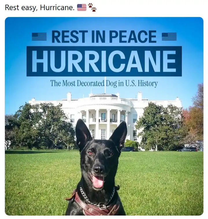 A black dog with pointed ears and a red harness sits on a green lawn in front of the White House under a clear blue sky…