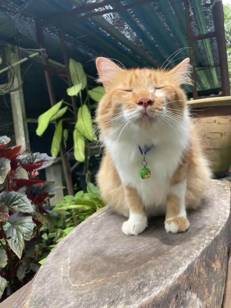 An orange and white fluffy cat sits serenely on a wooden surface with eyes closed, appearing deeply relaxed or meditative…