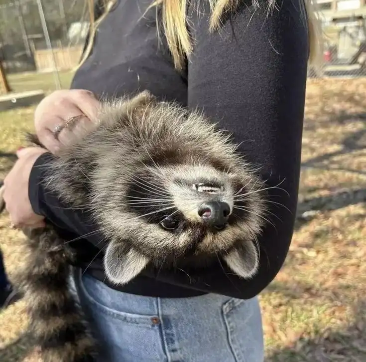 A person in a black shirt and jeans is holding a raccoon outdoors. The raccoon is looking up with its head tilted, and its…