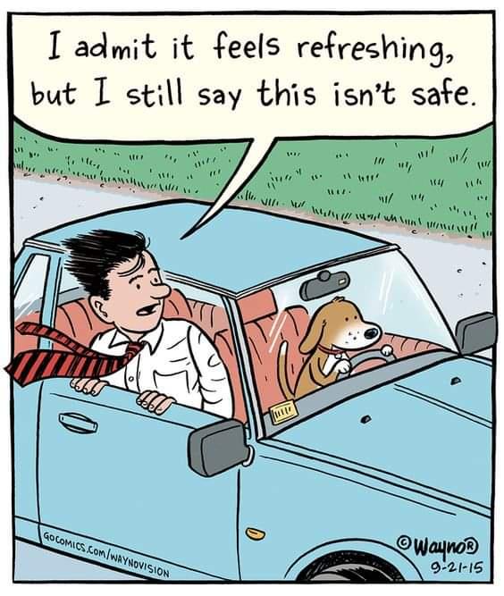 A cartoon depicts a man in a white shirt and red tie leaning out of the passenger side of a light blue car, looking at the…