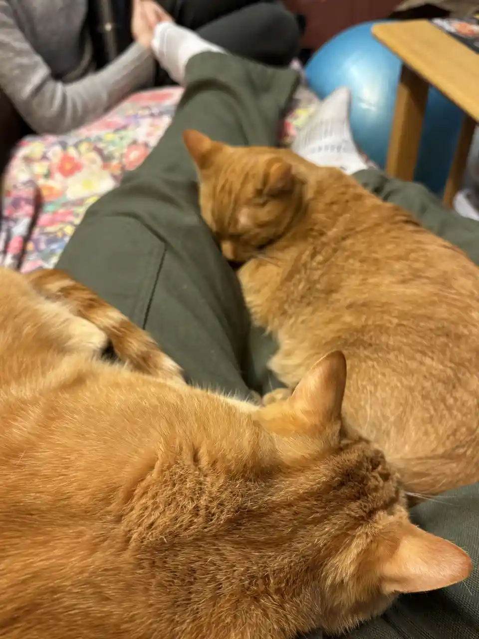 Two ginger cats are sleeping peacefully on a person's lap, one curled up with its head on the person's thigh and the other…