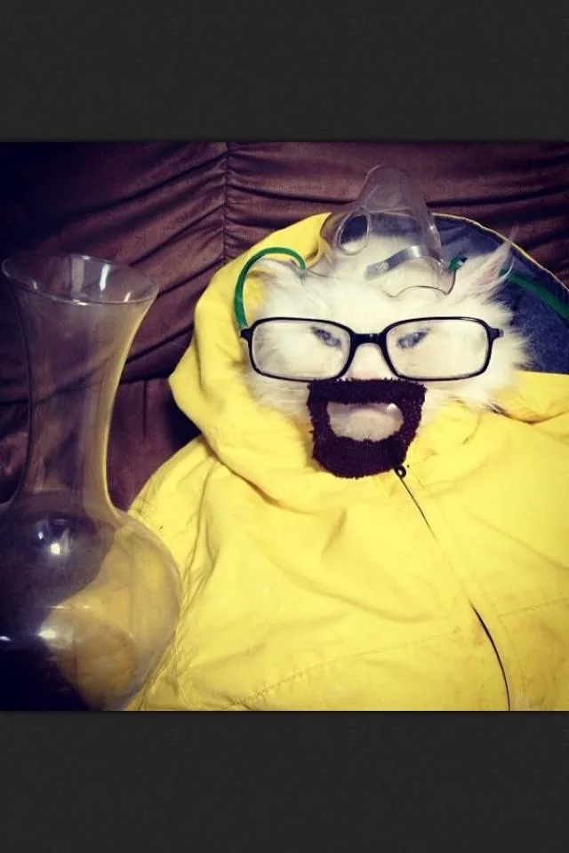A white cat wearing black-rimmed glasses and a dark brown fake beard sits inside a yellow hooded jacket, with a clear…