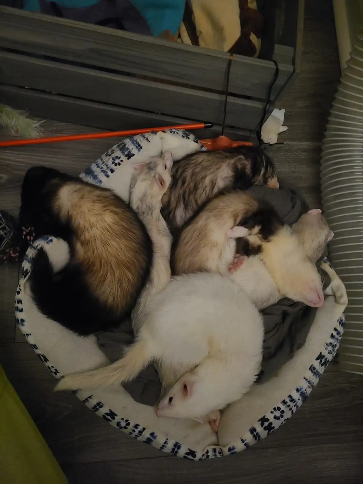 Several ferrets of various colors are tightly huddled together in a round, patterned pet bed, all appearing to be asleep on…