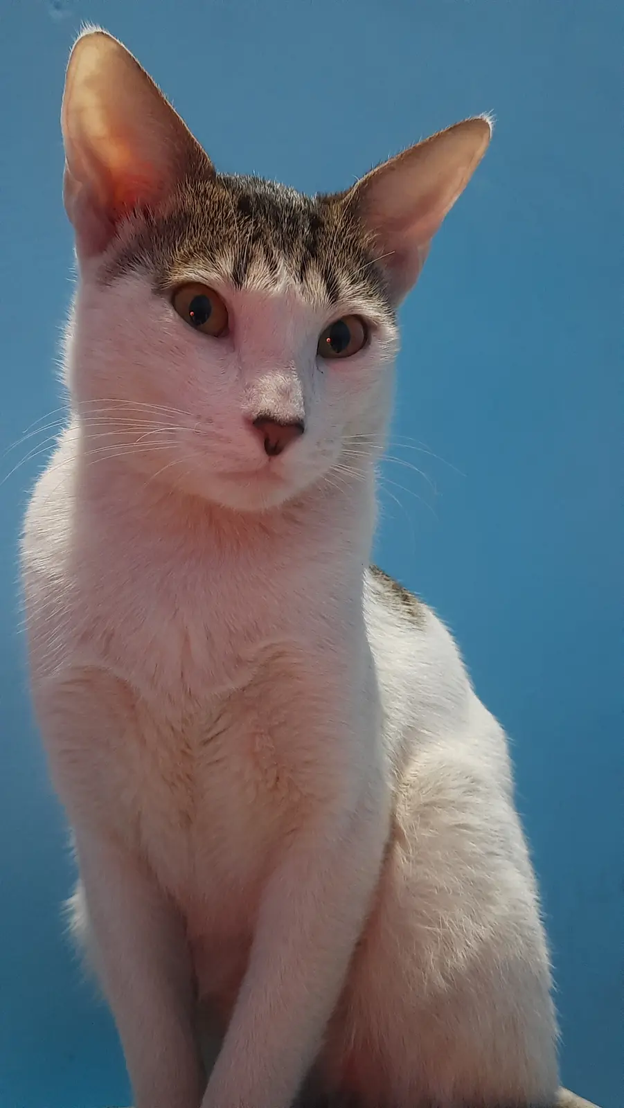 Just another day, another cat pic featuring the infamous slapper with E-rated paws!
