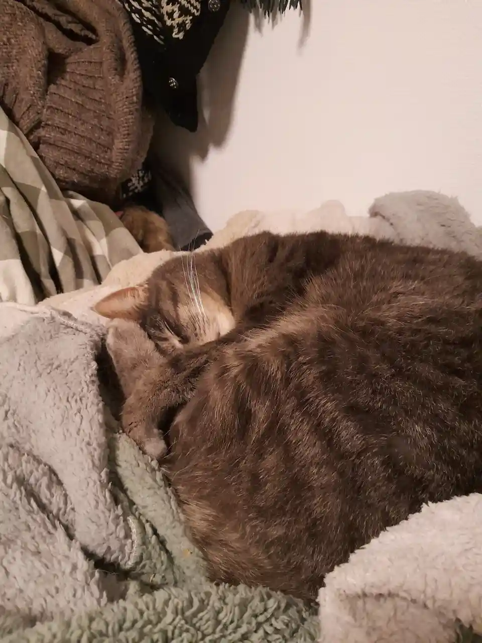 A gray tabby cat is curled up and sleeping soundly on a soft, fluffy blanket. In the background, there are hanging sweaters…