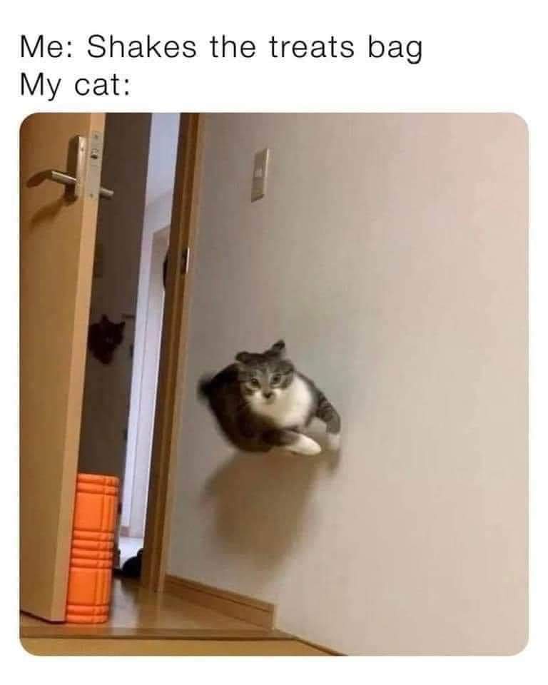 A gray and white cat is captured mid-air, seemingly floating or leaping toward the viewer, with motion blur on its body. The…