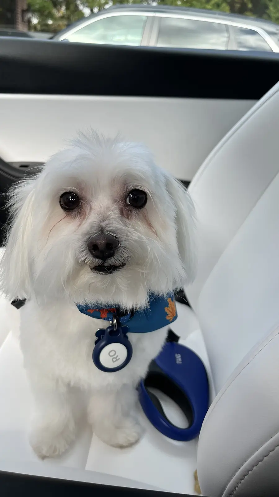 Celebrating Cake Day with a Good Boy Tax