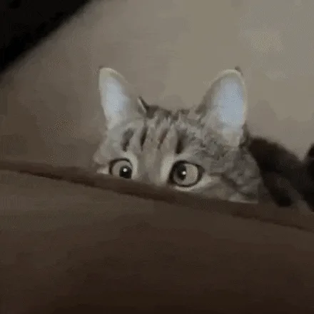A tabby cat peeks over a brown surface, its eyes wide with surprise. The sequence progresses as the cat slowly lifts its…