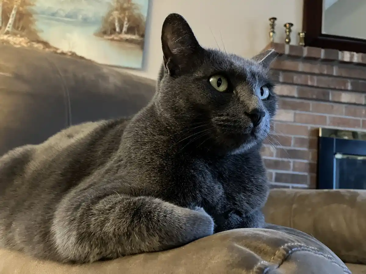 A gray cat lounging on a brown couch has one green eye and one blue eye, creating a striking heterochromia effect. The cat…