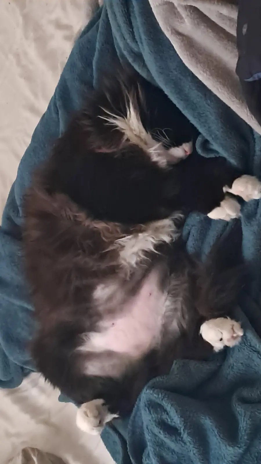 A fluffy black and white cat is curled up on its back on a teal blanket, exposing its belly and paws, appearing deeply…