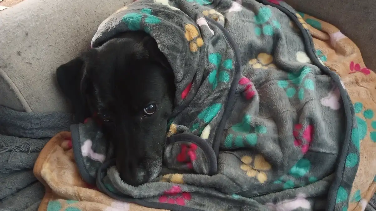 A black dog is wrapped snugly in a grey fleece blanket adorned with colorful paw prints, peeking out with large, soulful…