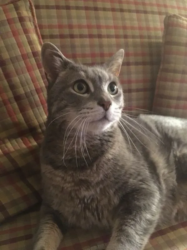 a gray tabby cat with wide, startled eyes is lying on a plaid couch, looking upward with an expression of shock or…