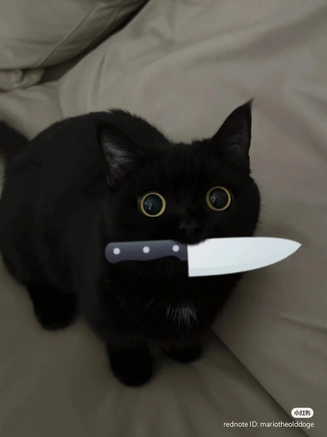 A black cat with wide, startled eyes sits on a beige couch, holding a kitchen knife horizontally in its mouth. The cat's…