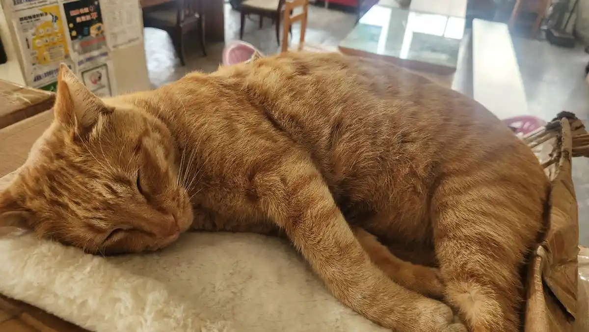 A ginger tabby cat is curled up and sleeping soundly on a soft, light-colored cushion inside what appears to be a cafe or…
