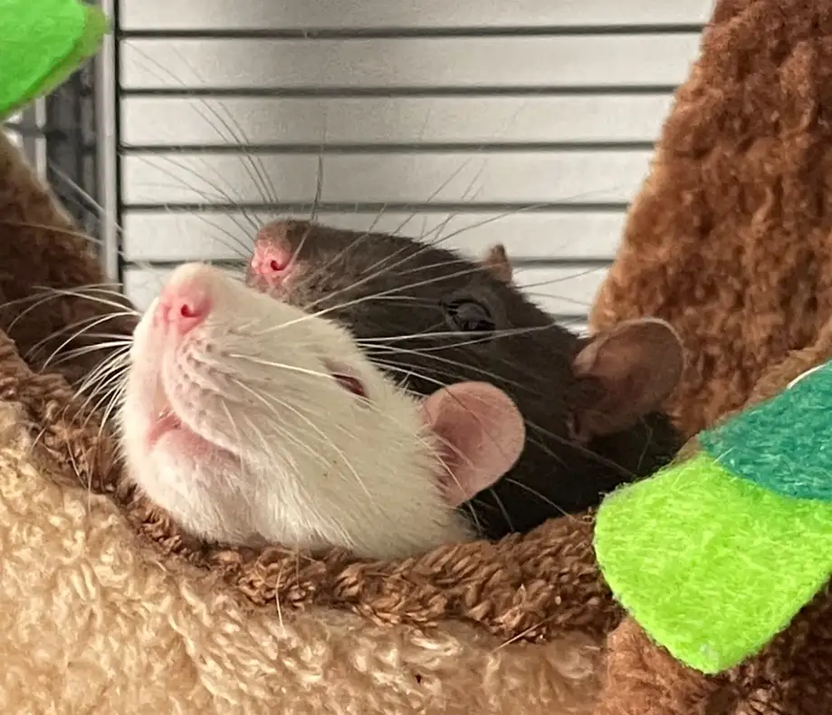 Two rats, one white and one dark, are nestled together in a plush, brown, tree-shaped bed with green felt leaves. The white…