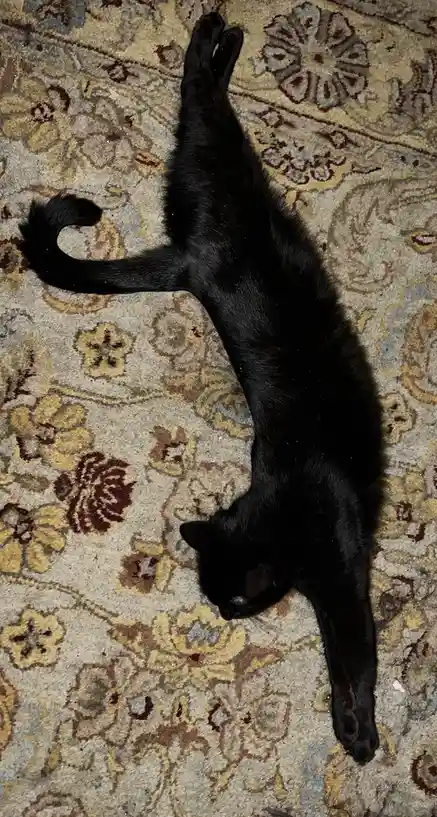 A black cat is lying on its back on a patterned rug, stretching its body out long and straight with its legs extended upward…