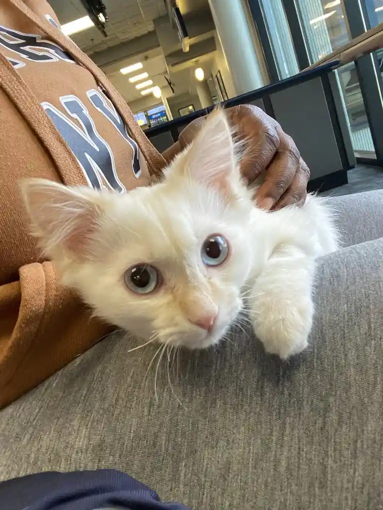 A small white kitten with large, wide blue eyes is being held by a person wearing a brown hoodie with a visible 'NY' logo…