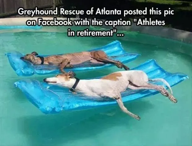 Two greyhounds are lounging on separate blue inflatable rafts in a swimming pool, appearing relaxed and at ease. The top dog…