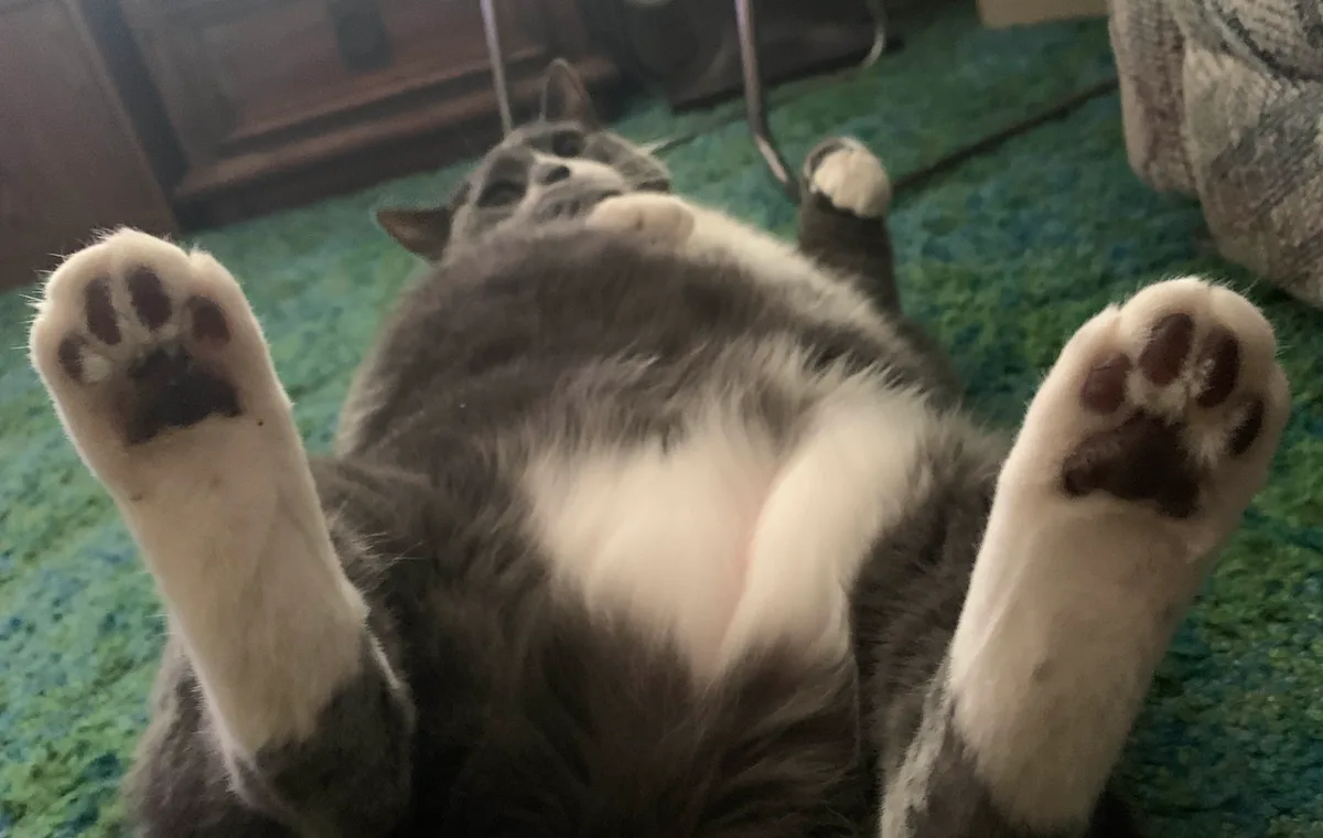 A gray and white cat lies on its back on a green carpet, exposing its belly and all four paws, which are splayed out with…