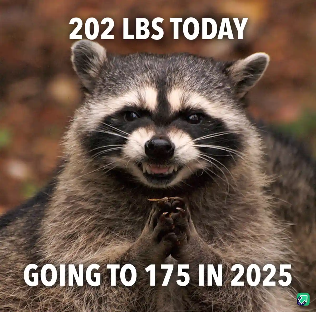 A close-up photo of a raccoon with its paws clasped together in a pleading gesture, looking directly at the camera. White…