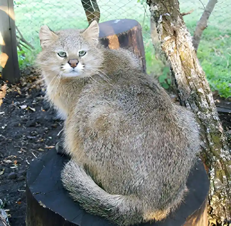 A wild cat, likely a bobcat or similar feline, sits curled on a tree stump in an outdoor enclosure, looking directly at the…