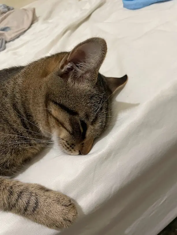 A tabby cat is sleeping peacefully on a white bedsheet, its eyes closed and head resting on the fabric. The overlaid text…