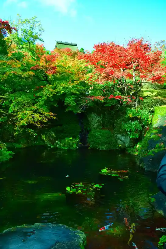 Autumn Splendor in Hakone