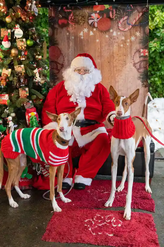 Adorable Dog Photos with Santa Never Get Old...
