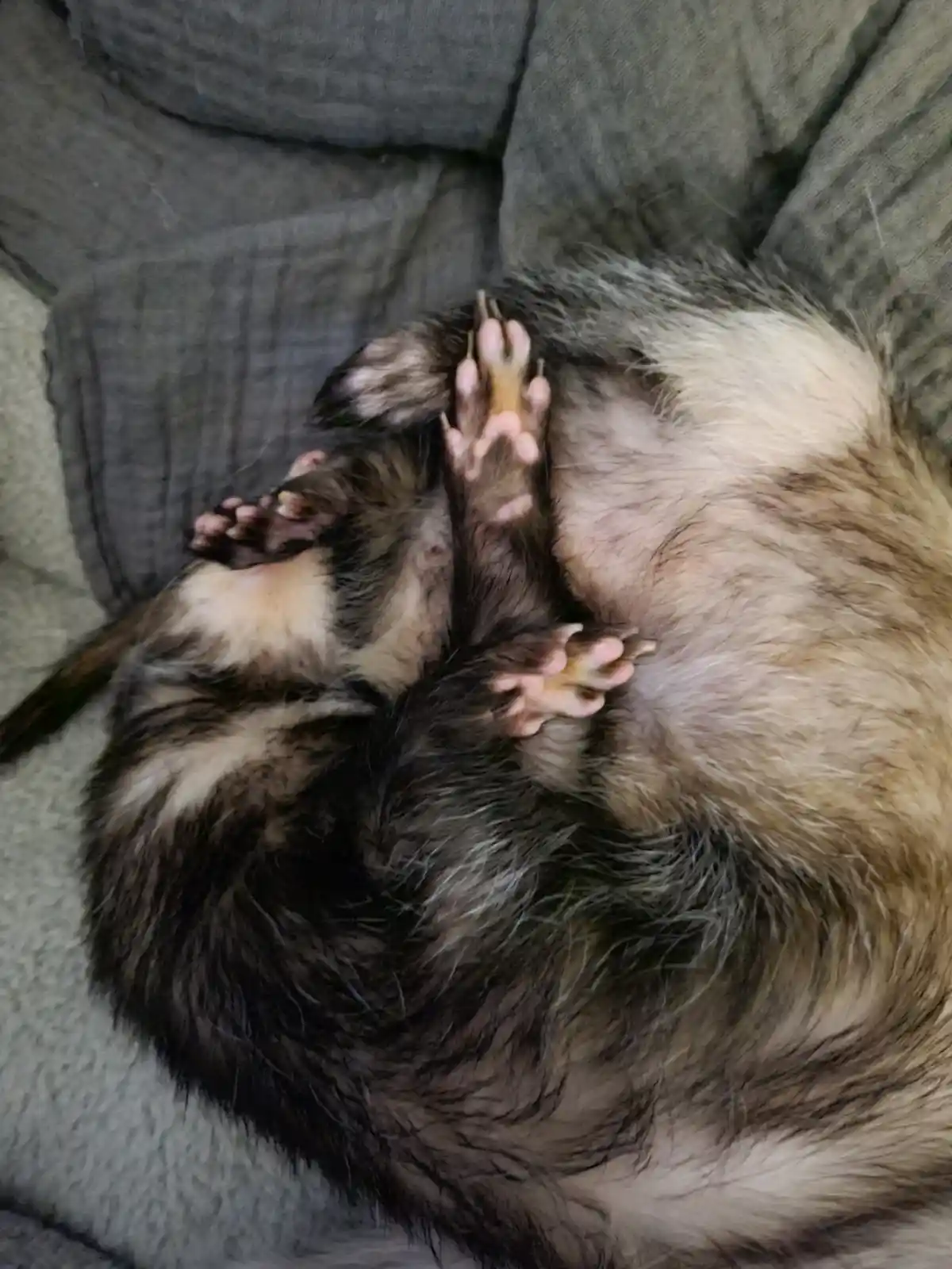 A furry ferret is lying on its back on a gray couch, exposing its belly and pink paws, with its limbs curled up in a…