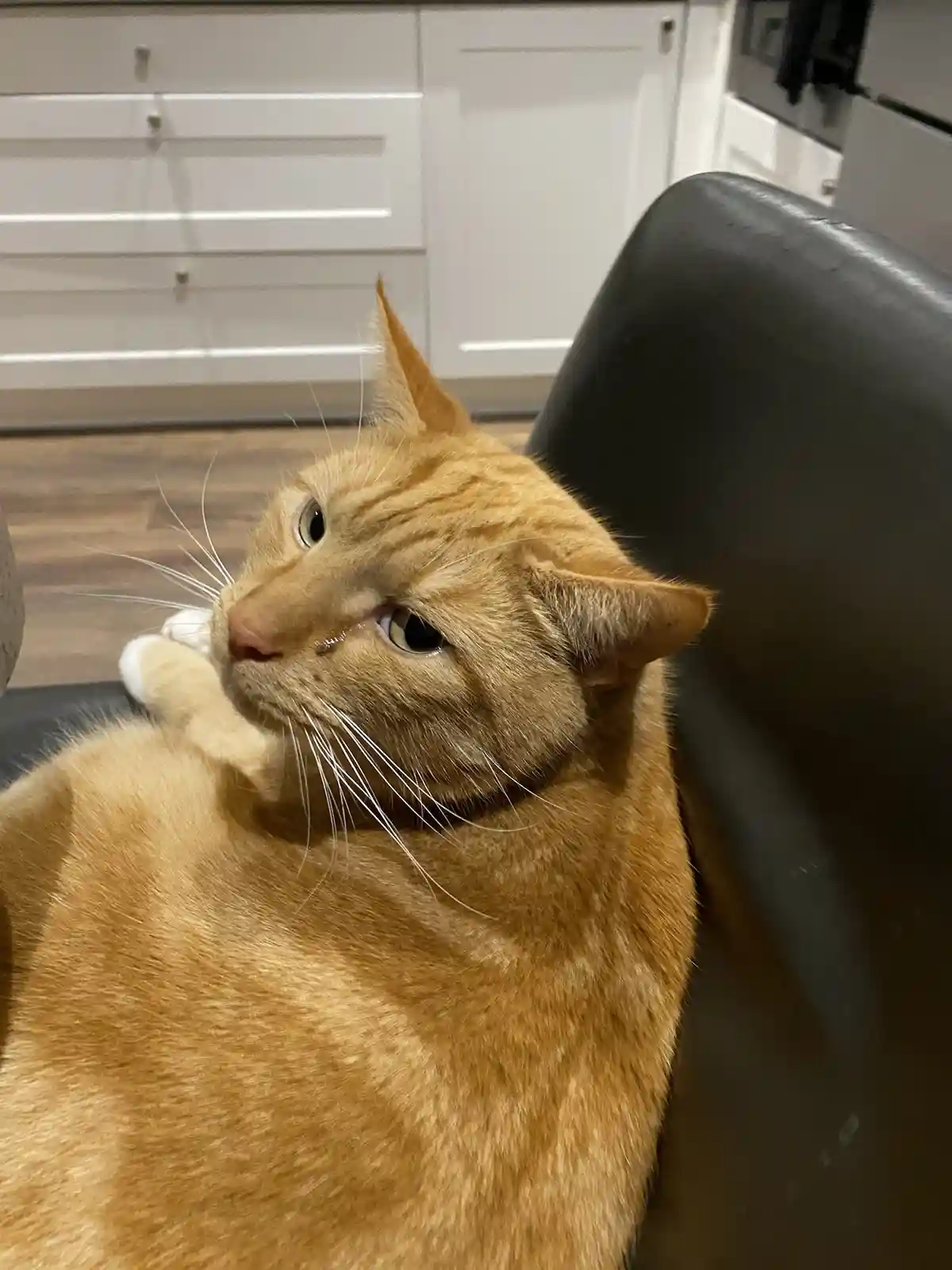 An orange tabby cat sits on a black chair in a kitchen, looking off to the side with a tear visible on its cheek. The cat's…