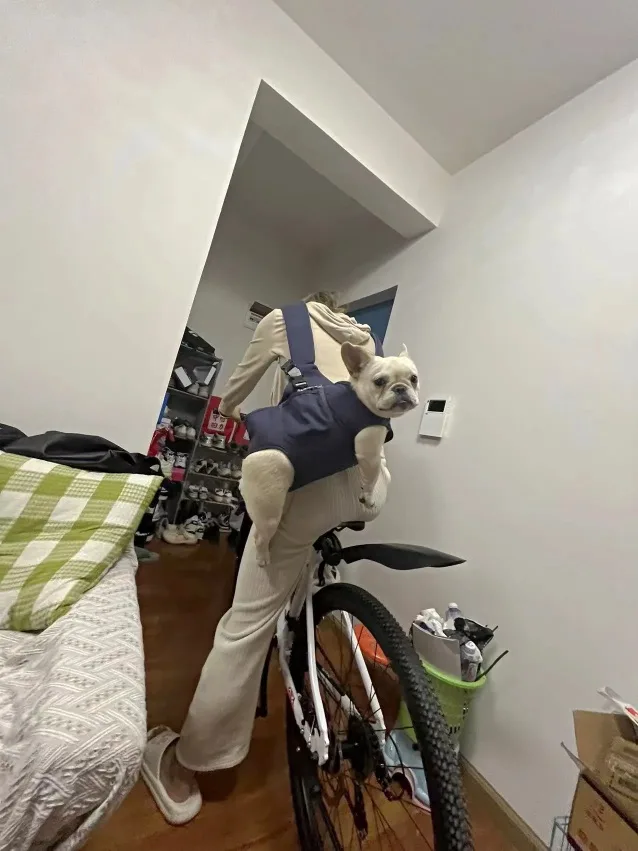 A person wearing light-colored pants and a hoodie is standing indoors with a bicycle, carrying a small white French bulldog…