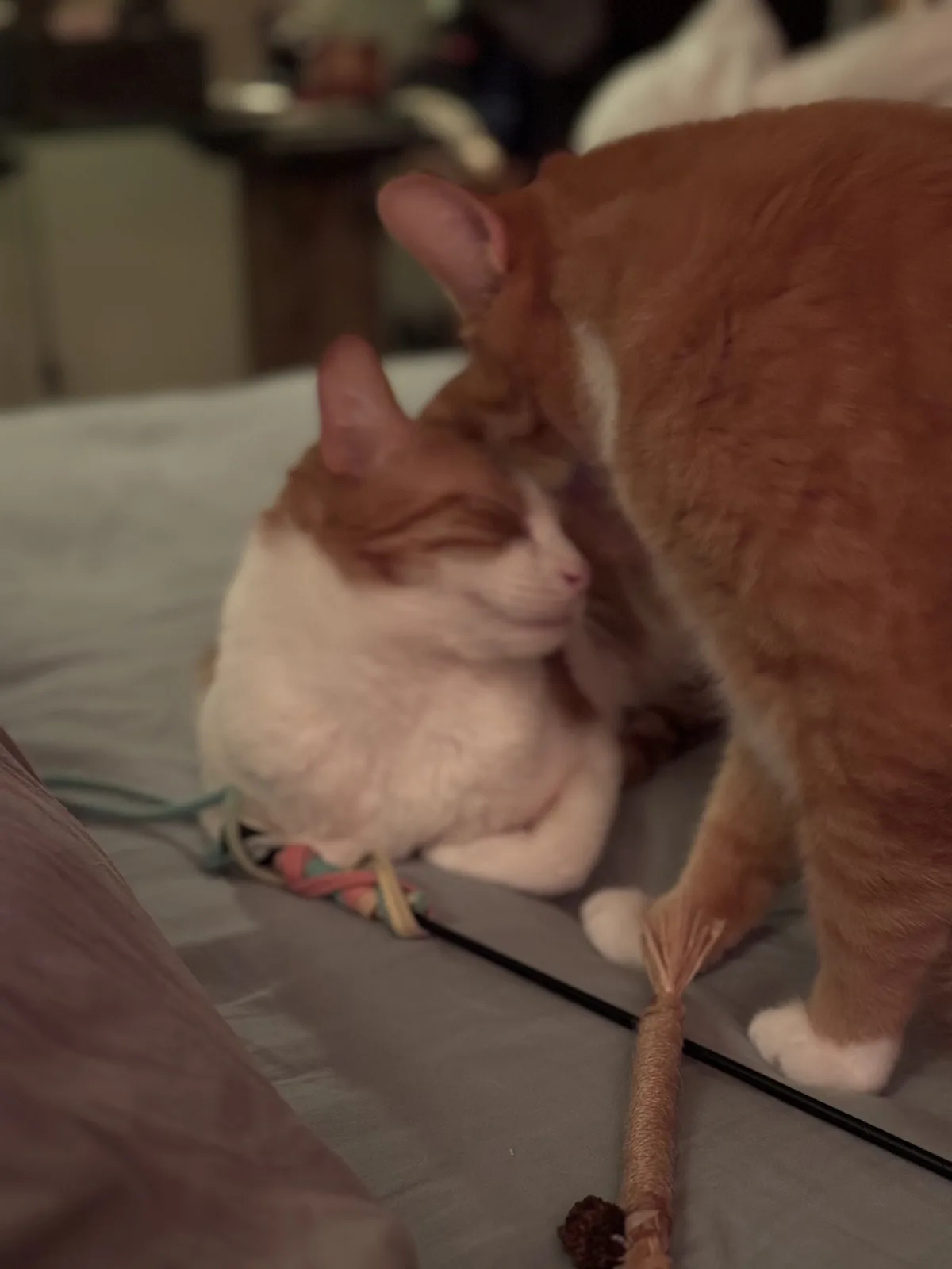 A ginger cat stands over a white-and-ginger cat lying on a bed, appearing to ignore it while a cat toy lies nearby. The…