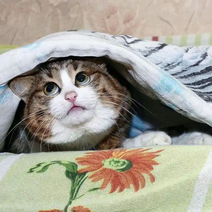 a tabby and white cat peeks out from under a patterned blanket, looking wide-eyed and slightly anxious. The blanket has a…