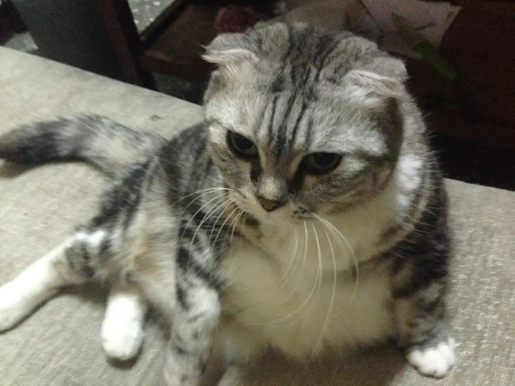 A gray tabby cat with folded ears and white paws lies sprawled on a beige surface, looking directly at the camera with a…