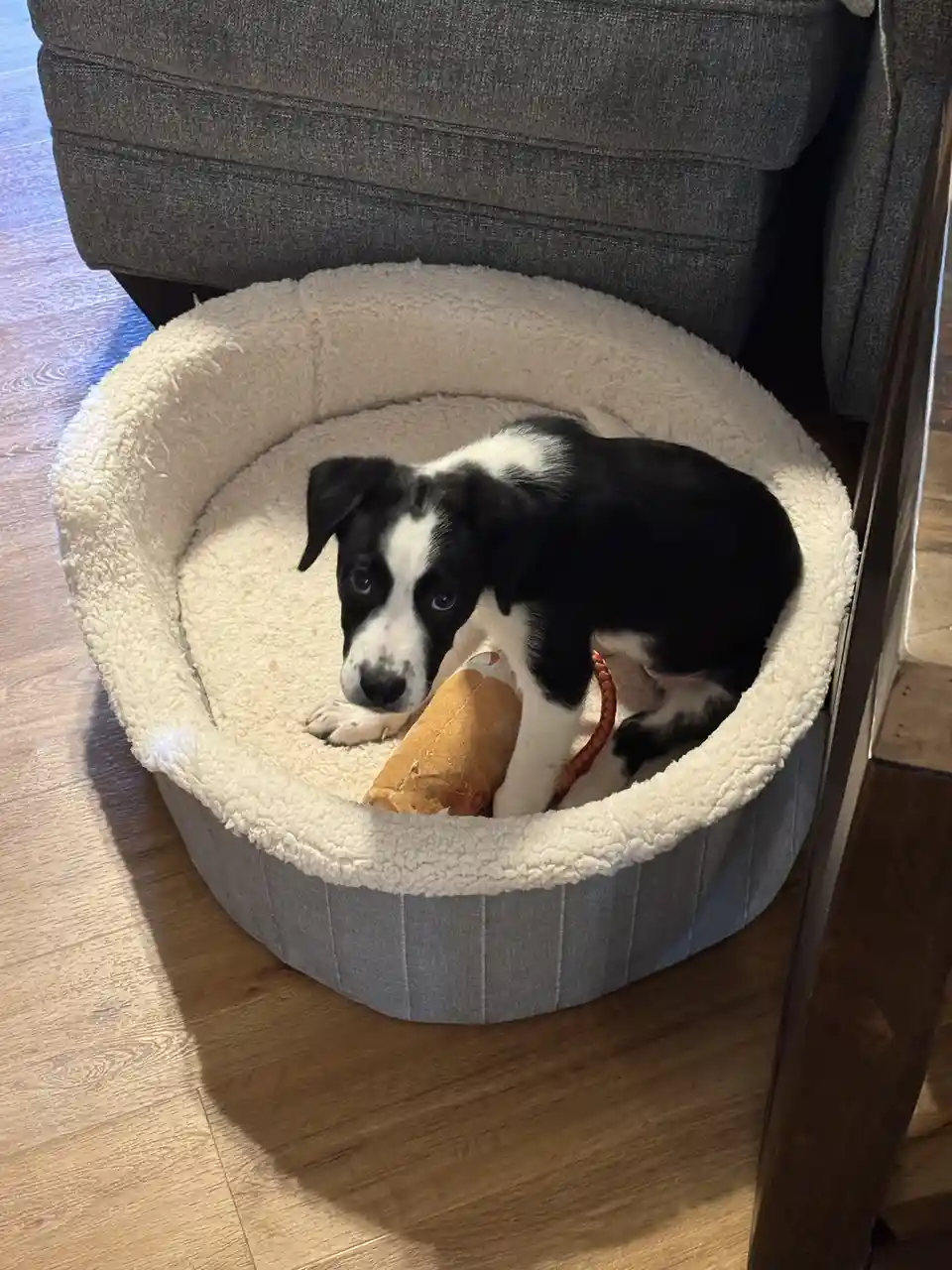 A black and white puppy with large, sad eyes sits in a plush, round dog bed placed under a gray couch. The puppy is holding…
